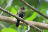 Blue-black Grassquit